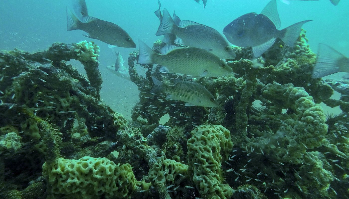 The Underwater Museum Of Art